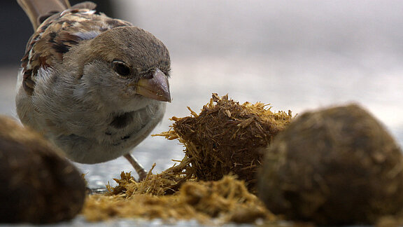 Spatz nah aus dem Film Planet der Spatzen