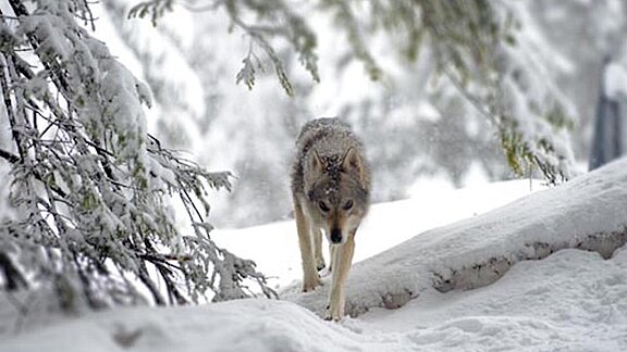 Dolomiten_26_WOLF_Winter_klein.jpg  